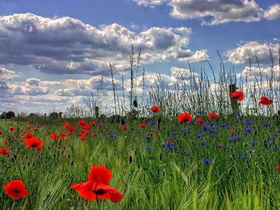 poppies (1)